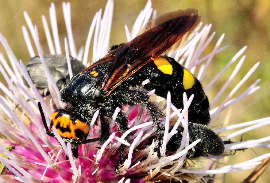 Scoliidae: Megascolia maculata (m&f di M.m. flavifrons  e f. di M.m. maculata).